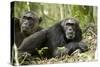 Africa, Uganda, Kibale National Park. Two resting male chimpanzees.-Kristin Mosher-Stretched Canvas