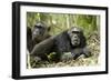 Africa, Uganda, Kibale National Park. Two resting male chimpanzees.-Kristin Mosher-Framed Photographic Print