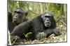 Africa, Uganda, Kibale National Park. Two resting male chimpanzees.-Kristin Mosher-Mounted Photographic Print