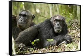 Africa, Uganda, Kibale National Park. Two resting male chimpanzees.-Kristin Mosher-Framed Stretched Canvas