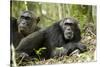 Africa, Uganda, Kibale National Park. Two resting male chimpanzees.-Kristin Mosher-Stretched Canvas