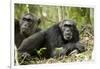 Africa, Uganda, Kibale National Park. Two resting male chimpanzees.-Kristin Mosher-Framed Photographic Print