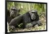 Africa, Uganda, Kibale National Park. Two resting male chimpanzees.-Kristin Mosher-Framed Photographic Print