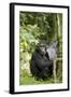 Africa, Uganda, Kibale National Park. Watchful young adult male chimpanzee named Peterson.-Kristin Mosher-Framed Photographic Print