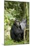 Africa, Uganda, Kibale National Park. Watchful young adult male chimpanzee named Peterson.-Kristin Mosher-Mounted Photographic Print