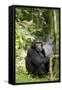 Africa, Uganda, Kibale National Park. Watchful young adult male chimpanzee named Peterson.-Kristin Mosher-Framed Stretched Canvas