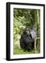 Africa, Uganda, Kibale National Park. Watchful young adult male chimpanzee named Peterson.-Kristin Mosher-Framed Photographic Print