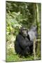 Africa, Uganda, Kibale National Park. Watchful young adult male chimpanzee named Peterson.-Kristin Mosher-Mounted Photographic Print