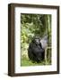 Africa, Uganda, Kibale National Park. Watchful young adult male chimpanzee named Peterson.-Kristin Mosher-Framed Photographic Print