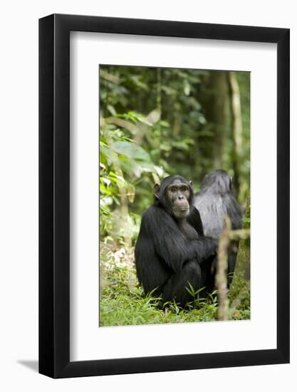 Africa, Uganda, Kibale National Park. Watchful young adult male chimpanzee named Peterson.-Kristin Mosher-Framed Photographic Print