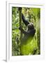 Africa, Uganda, Kibale National Park. Wild chimpanzee climbs a tree.-Kristin Mosher-Framed Premium Photographic Print