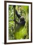 Africa, Uganda, Kibale National Park. Wild chimpanzee climbs a tree.-Kristin Mosher-Framed Premium Photographic Print