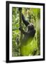 Africa, Uganda, Kibale National Park. Wild chimpanzee climbs a tree.-Kristin Mosher-Framed Premium Photographic Print