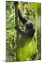 Africa, Uganda, Kibale National Park. Wild chimpanzee climbs a tree.-Kristin Mosher-Mounted Premium Photographic Print