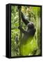 Africa, Uganda, Kibale National Park. Wild chimpanzee climbs a tree.-Kristin Mosher-Framed Stretched Canvas