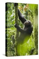 Africa, Uganda, Kibale National Park. Wild chimpanzee climbs a tree.-Kristin Mosher-Stretched Canvas