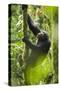 Africa, Uganda, Kibale National Park. Wild chimpanzee climbs a tree.-Kristin Mosher-Stretched Canvas