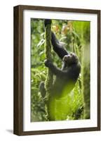 Africa, Uganda, Kibale National Park. Wild chimpanzee climbs a tree.-Kristin Mosher-Framed Photographic Print