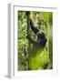 Africa, Uganda, Kibale National Park. Wild chimpanzee climbs a tree.-Kristin Mosher-Framed Photographic Print