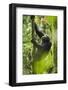 Africa, Uganda, Kibale National Park. Wild chimpanzee climbs a tree.-Kristin Mosher-Framed Photographic Print