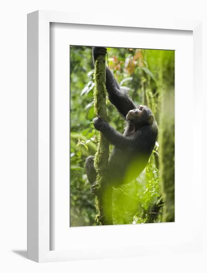 Africa, Uganda, Kibale National Park. Wild chimpanzee climbs a tree.-Kristin Mosher-Framed Photographic Print