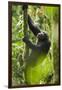 Africa, Uganda, Kibale National Park. Wild chimpanzee climbs a tree.-Kristin Mosher-Framed Photographic Print