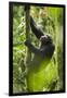 Africa, Uganda, Kibale National Park. Wild chimpanzee climbs a tree.-Kristin Mosher-Framed Photographic Print