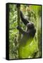 Africa, Uganda, Kibale National Park. Wild chimpanzee climbs a tree.-Kristin Mosher-Framed Stretched Canvas