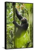 Africa, Uganda, Kibale National Park. Wild chimpanzee climbs a tree.-Kristin Mosher-Framed Stretched Canvas