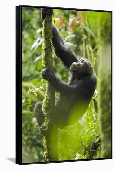 Africa, Uganda, Kibale National Park. Wild chimpanzee climbs a tree.-Kristin Mosher-Framed Stretched Canvas