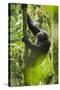 Africa, Uganda, Kibale National Park. Wild chimpanzee climbs a tree.-Kristin Mosher-Stretched Canvas