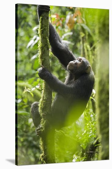 Africa, Uganda, Kibale National Park. Wild chimpanzee climbs a tree.-Kristin Mosher-Stretched Canvas