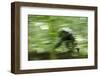 Africa, Uganda, Kibale National Park. Wild chimpanzee travels through the forest.-Kristin Mosher-Framed Photographic Print