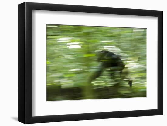 Africa, Uganda, Kibale National Park. Wild chimpanzee travels through the forest.-Kristin Mosher-Framed Photographic Print