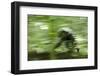 Africa, Uganda, Kibale National Park. Wild chimpanzee travels through the forest.-Kristin Mosher-Framed Photographic Print