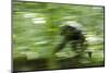 Africa, Uganda, Kibale National Park. Wild chimpanzee travels through the forest.-Kristin Mosher-Mounted Photographic Print