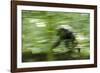 Africa, Uganda, Kibale National Park. Wild chimpanzee travels through the forest.-Kristin Mosher-Framed Photographic Print