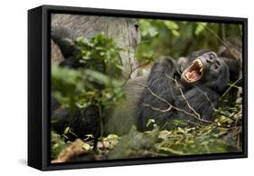 Africa, Uganda, Kibale National Park. Wild chimpanzee yawns while resting with others.-Kristin Mosher-Framed Stretched Canvas