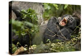 Africa, Uganda, Kibale National Park. Wild chimpanzee yawns while resting with others.-Kristin Mosher-Stretched Canvas