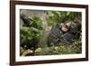 Africa, Uganda, Kibale National Park. Wild chimpanzee yawns while resting with others.-Kristin Mosher-Framed Photographic Print