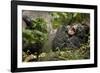 Africa, Uganda, Kibale National Park. Wild chimpanzee yawns while resting with others.-Kristin Mosher-Framed Photographic Print