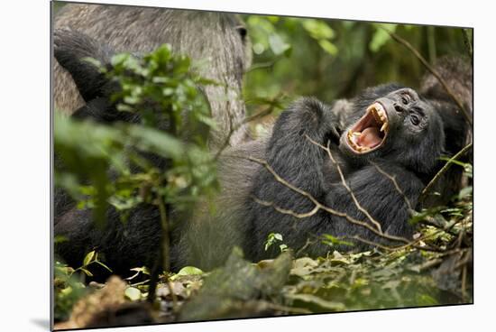 Africa, Uganda, Kibale National Park. Wild chimpanzee yawns while resting with others.-Kristin Mosher-Mounted Photographic Print