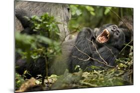 Africa, Uganda, Kibale National Park. Wild chimpanzee yawns while resting with others.-Kristin Mosher-Mounted Photographic Print