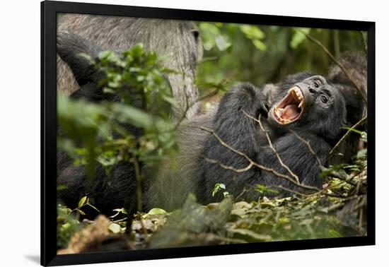 Africa, Uganda, Kibale National Park. Wild chimpanzee yawns while resting with others.-Kristin Mosher-Framed Photographic Print
