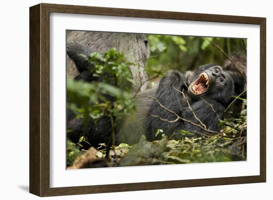 Africa, Uganda, Kibale National Park. Wild chimpanzee yawns while resting with others.-Kristin Mosher-Framed Photographic Print