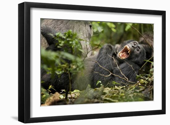 Africa, Uganda, Kibale National Park. Wild chimpanzee yawns while resting with others.-Kristin Mosher-Framed Photographic Print