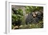 Africa, Uganda, Kibale National Park. Wild chimpanzee yawns while resting with others.-Kristin Mosher-Framed Photographic Print