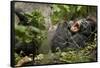 Africa, Uganda, Kibale National Park. Wild chimpanzee yawns while resting with others.-Kristin Mosher-Framed Stretched Canvas