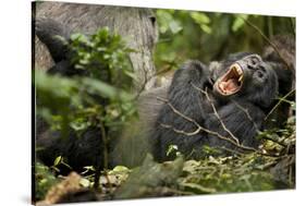 Africa, Uganda, Kibale National Park. Wild chimpanzee yawns while resting with others.-Kristin Mosher-Stretched Canvas