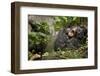 Africa, Uganda, Kibale National Park. Wild chimpanzee yawns while resting with others.-Kristin Mosher-Framed Photographic Print